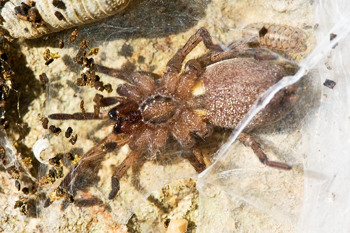 Drassodes sp.